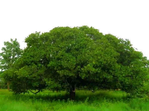 Cómo cultivar los anacardos. Donde crecen los anacardos ¿Cuáles son los beneficios de los anacardos? Propiedades ut