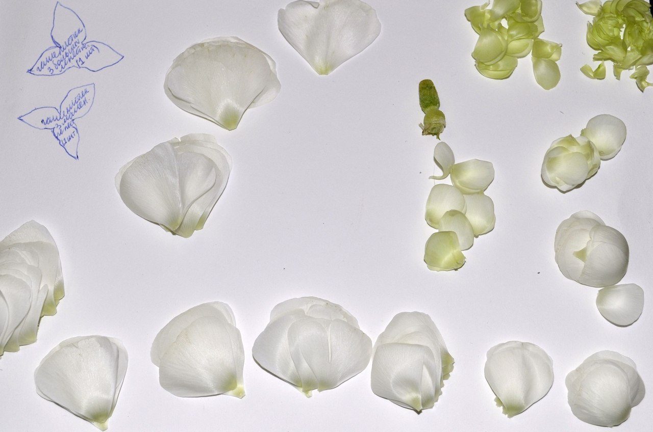 Flores espumiranas para patrones topiarios. El tulipán de espuma. Lily de foamirana.
