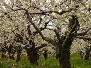 2 x orificios para árboles frutales en primavera. Cuidado de un manzano en la primavera en su propio jardín. — Woma