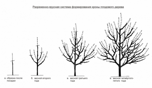 Подрязване на дървета в градината