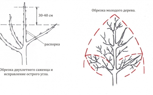 Подрязване на дървета в градината