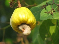 Cómo cultivar los anacardos. Donde crecen los anacardos ¿Cuáles son los beneficios de los anacardos? Propiedades ut