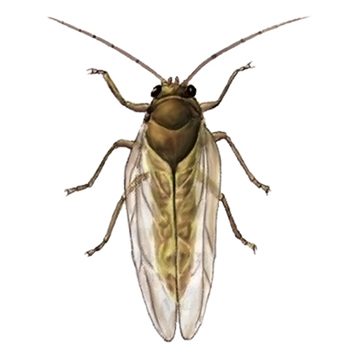 El cuidado de un manzano en la primavera en los Urales. El principal cuidado de los manzanos en la primavera es el 