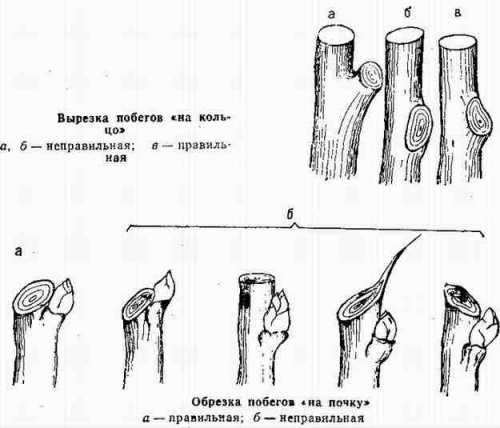 Подрязване на дървета в градината