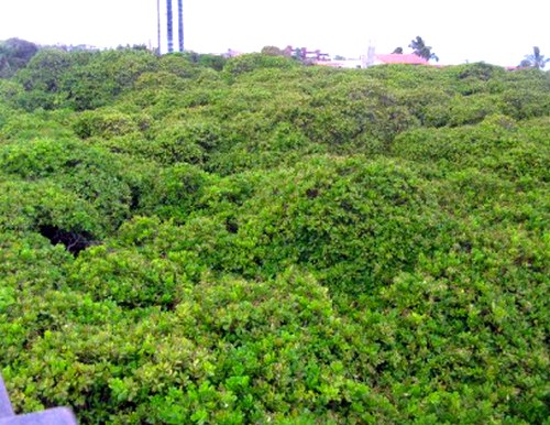 Cómo cultivar los anacardos. Donde crecen los anacardos ¿Cuáles son los beneficios de los anacardos? Propiedades ut