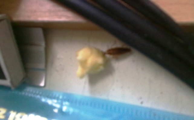 O que ajuda de baratas no apartamento. O que deve ser feito primeiro quando aparecem baratas e como destruí-las — W